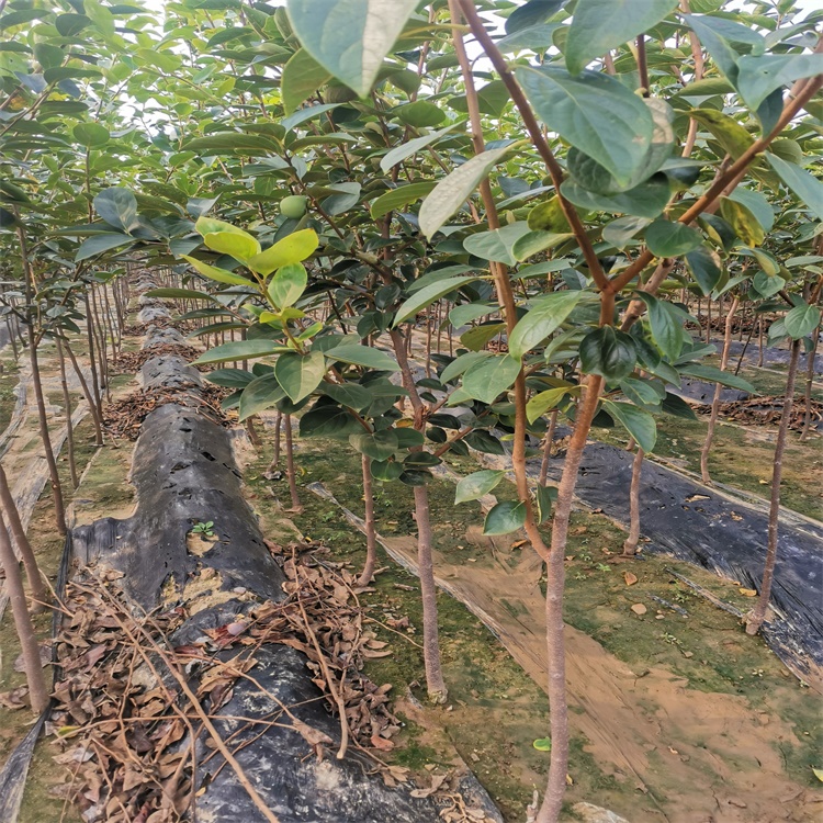 漠河7公分大秋甜柿树苗适合南方种植的柿子苗