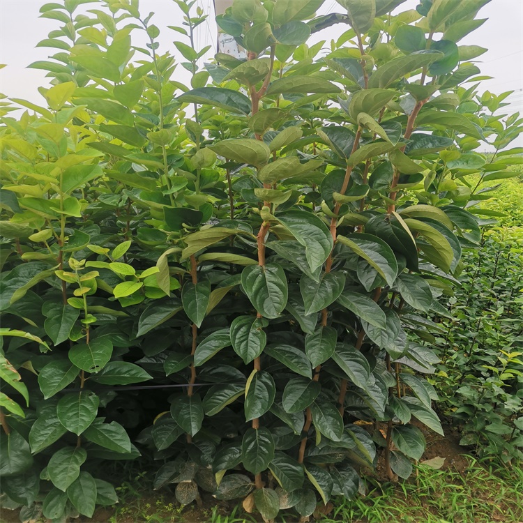 吳堡7公分陽(yáng)豐甜柿樹(shù)苗適合北方種植的柿子苗