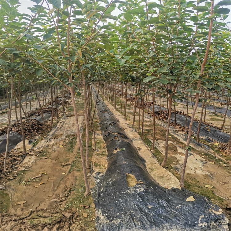 岐山7公分黑柿子苗適合南方種植的柿子苗