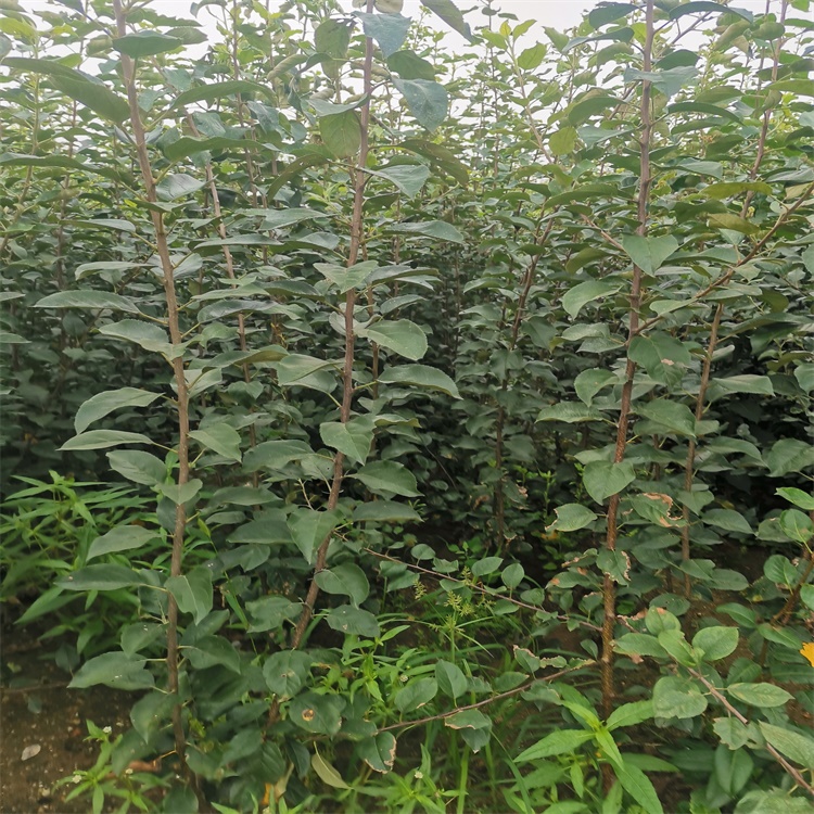 稷山7公分無核柿子苗柿子苗基地