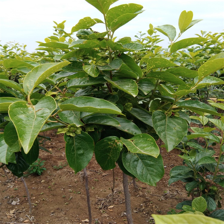涇縣7公分巧克力柿子苗別墅種植柿子樹(shù)