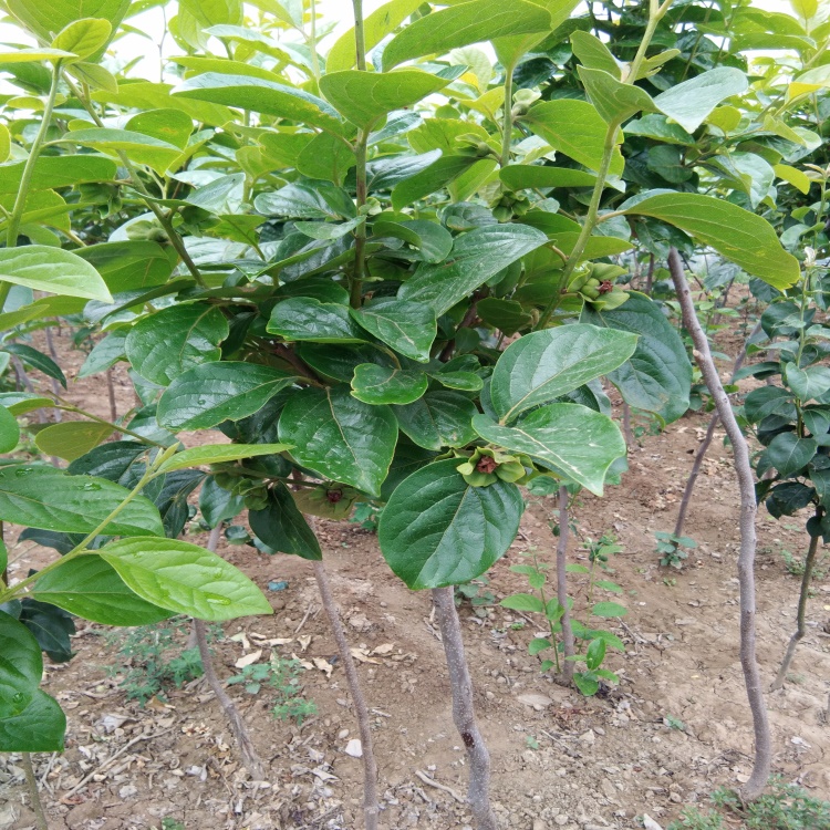 吳堡7公分陽(yáng)豐甜柿樹(shù)苗適合北方種植的柿子苗