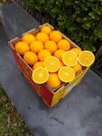 进口水果批发货源南非金巴利脐橙