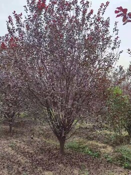 紅葉李價格，10公分紅葉李報價是多少