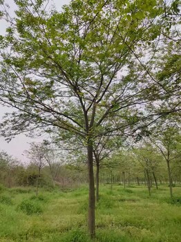 15公分樸樹批發(fā)價美