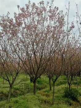 14公分櫻花樹價格,早櫻晚櫻