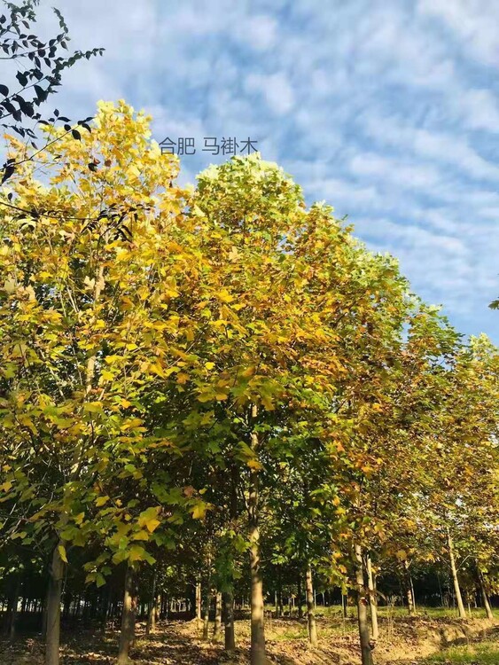 馬褂木18
