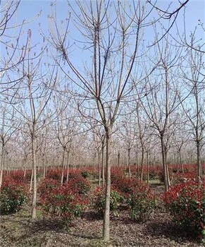 河南10公分重陽(yáng)木基地批發(fā)