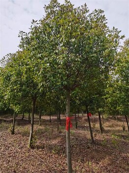 10公分紅葉石楠樹價格如何
