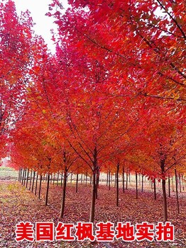 紅冠紅楓價(jià)格表，美國(guó)紅楓8公分10公分12公分15公分價(jià)格
