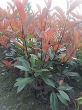 红叶石楠种植基地