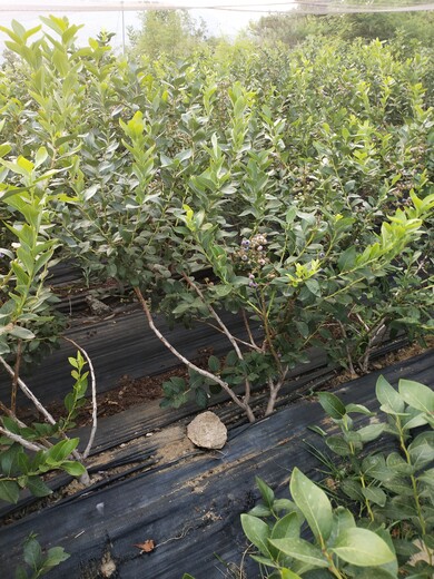 河南鹤壁蓝莓苗多少钱一棵