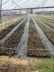 蓝莓苗育苗基地营养钵蓝莓苗近期报价