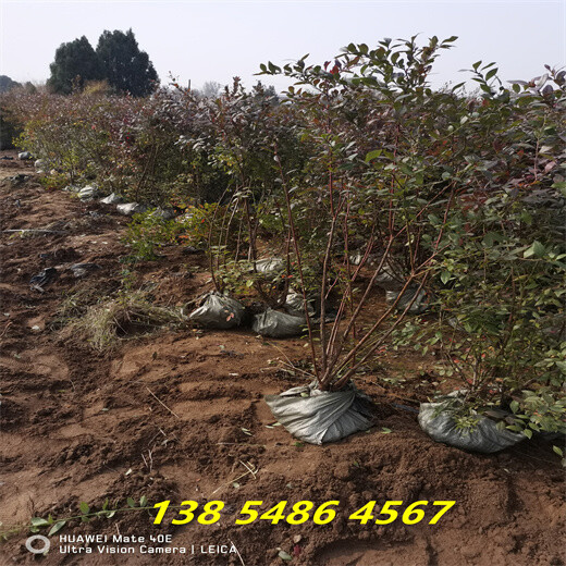 营养杯绿宝石蓝莓苗基地才卖多少钱