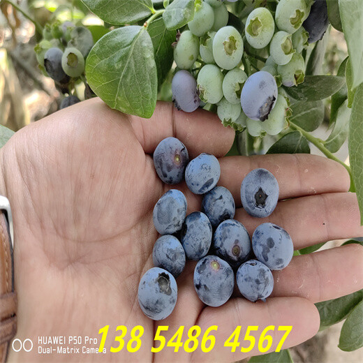 辽宁锦州哪里有地栽早熟蓝莓苗