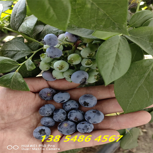 安徽铜陵早熟蓝莓苗近期报价