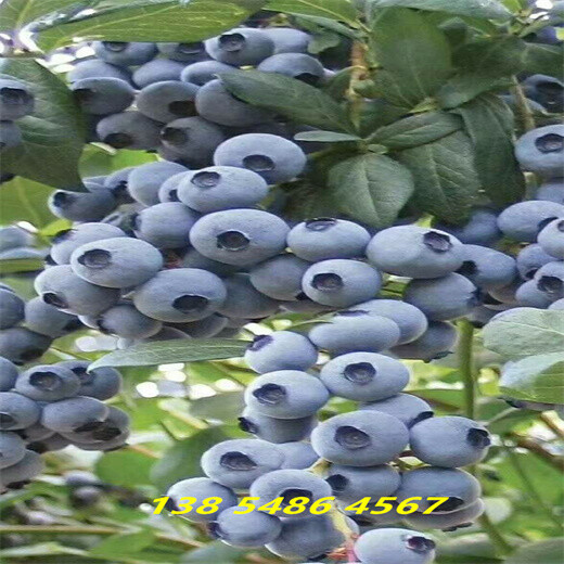 安徽合肥盆栽蓝莓苗效果—无土蓝莓种植