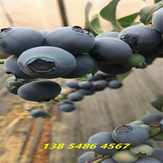 2年蓝莓苗薄雾蓝莓苗主产区价格