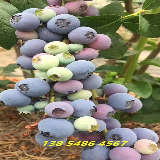哪里有地栽挂果蓝莓苗多少钱一棵