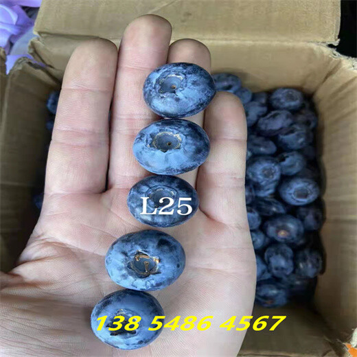 四川凉山绿宝石蓝莓苗种植介绍