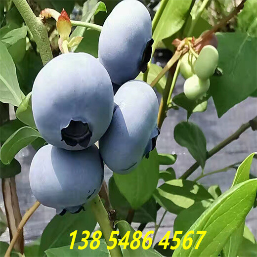 福建南平适合种植哪款蓝莓苗