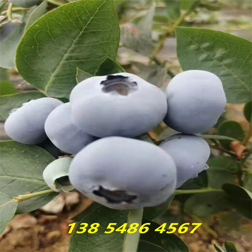 河南安阳盆栽蓝莓苗效果—无土蓝莓种植