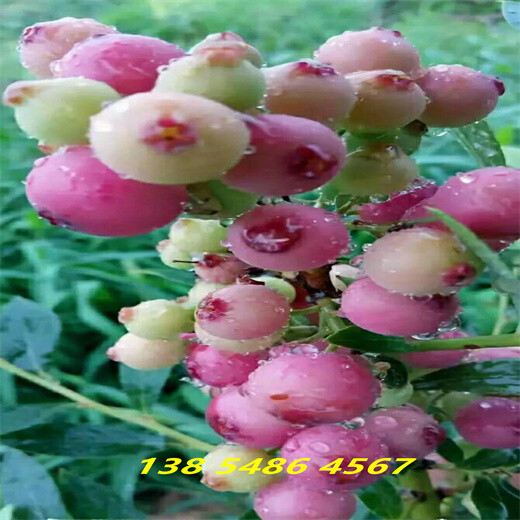 贵州黔南天后蓝莓苗近期批发价格