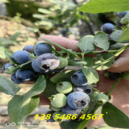地栽法新蓝莓苗才卖多少钱一株