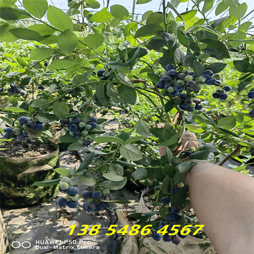 哪里有春高蓝莓苗，组培春高蓝莓苗基地送货价格
