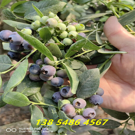 四川绵阳法新蓝莓苗育苗基地