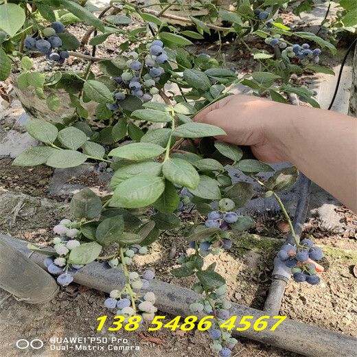 2年蓝莓苗新高蓝莓苗近期报价