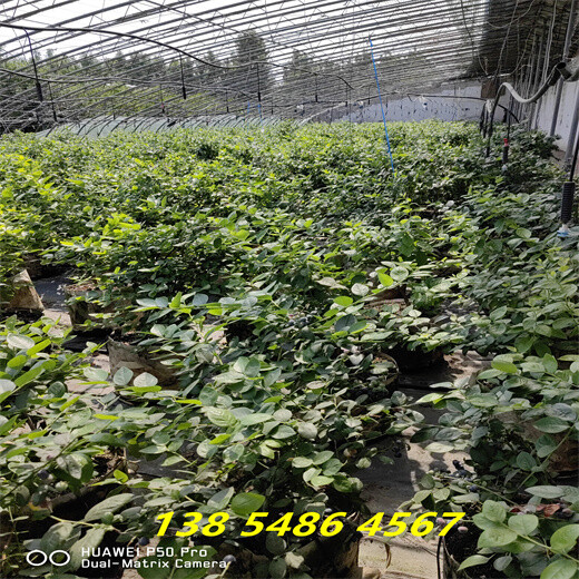 哪里有早熟蓝莓苗，地栽早熟蓝莓苗基地才卖多少钱