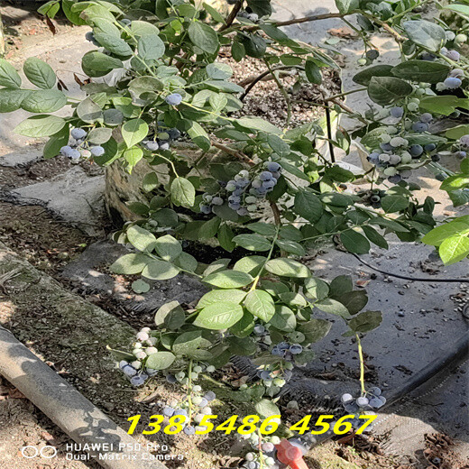 安徽滁州盆栽蓝莓苗效果—无土蓝莓种植