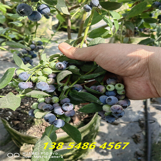 江苏徐州适合种植哪款蓝莓苗