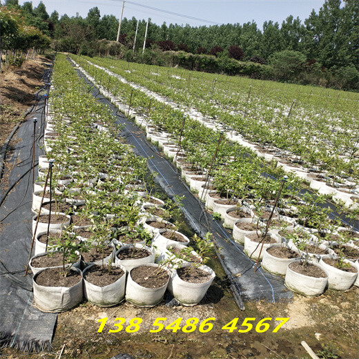 湖南永州适合种植哪款蓝莓苗