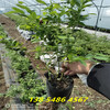 组培L蓝莓苗怎么种植