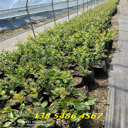 组培L25蓝莓苗近期售价表