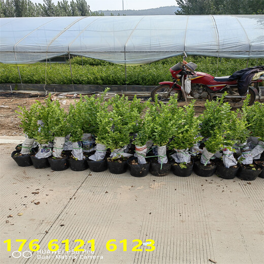 北方种植3年智利杜克蓝莓苗基地才卖多少钱