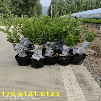 北方种植3年H5蓝莓苗基地送货价格