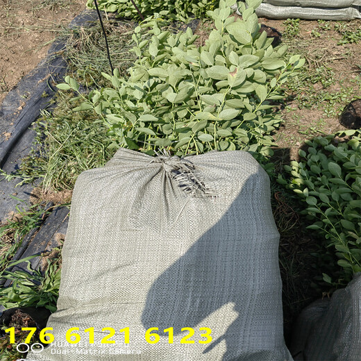 北方种植3年L25蓝莓苗近期批发价格