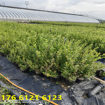 南方露天种植2年f6蓝莓苗介绍适应能力