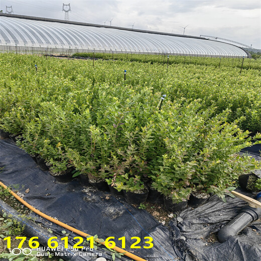 甘肃2年新品种蓝莓苗种植介绍