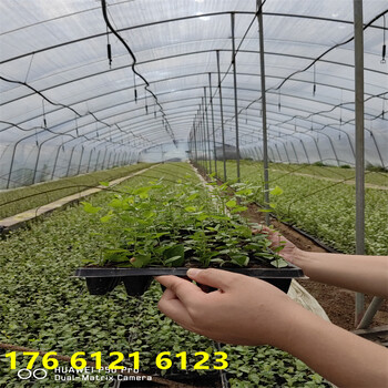 南方露天种植2年f6蓝莓苗介绍适应能力