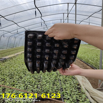 天津1年薄雾蓝莓苗才卖多少钱