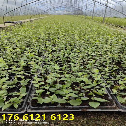 南方露天种植3年中晚熟蓝莓苗多少钱一棵