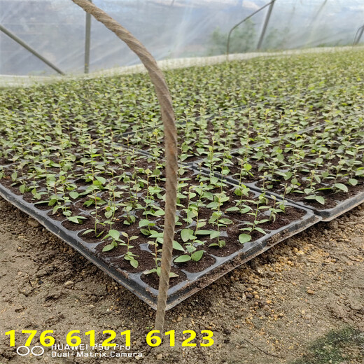 北方种植杯苗f6蓝莓苗栽种技术