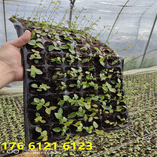 黑龙江1年薄雾蓝莓苗栽培技术