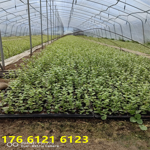 北方种植1年智利杜克蓝莓苗近期卖多少钱