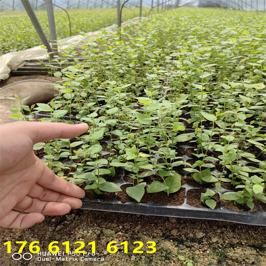 宁夏H5蓝莓苗几年丰产