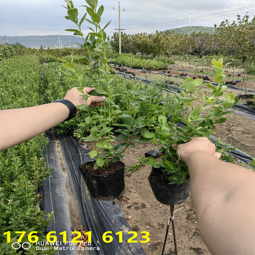 2023年新品种L11蓝莓苗买多少年的好